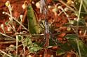 Argiope_syrmatica_D3513_Z_89_Karinji NP_Australie